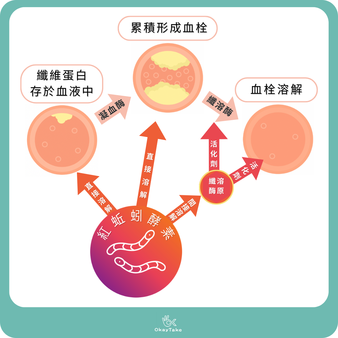 蚯蚓酵素中的蚓激脢如何清除血管栓塞的理論和人體改變以及血管頗面圖